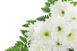 White chrysanthemum flower