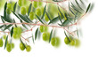 .Olive border design. .Olive border design.