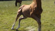Colt lies on field