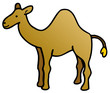 chameau