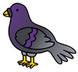 pigeon