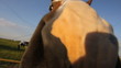 Horse’s nose