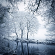 Trees and still lake in snowy landscape