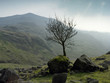 Tree growing in rocky rural landscape