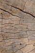 Vertical Abstract Background Texture Of Weathered Beach Wood