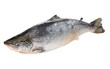 Big salmon fish isolated on white Big salmon fish isolated on white