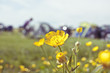 Close up of wildflowers in field