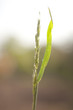 Close up of wheat stalk