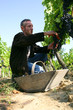 Grape harvest