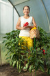 woman harvesting pepper woman harvesting pepper
