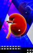 kidney kidney