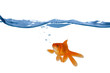 Goldfish swim in the water