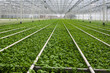 Modern Dutch greenhouse complex with many small plants