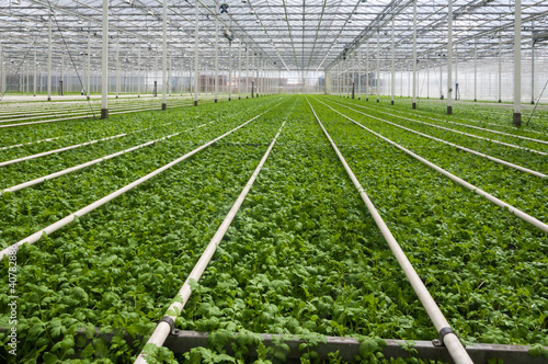 Photo: Modern Dutch greenhouse complex with many small plants Modern Dutch greenhouse complex with many small plants
