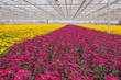 Colorful chrysanthemums in a Dutch flower nursery