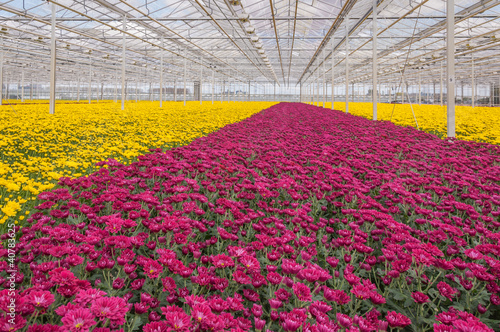 Photo: Colorful chrysanthemums in a Dutch flower nursery Colorful chrysanthemums in a Dutch flower nursery