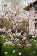 Magnolia