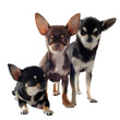 trois chihuahuas poil court