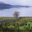 Foto: Tree growing near stone wall in rural landscape Tree growing near stone wall in rural landscape