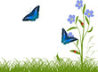 blue butterflies and flowers in green grass blue butterflies and flowers in green grass