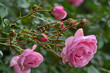 Rosenbusch