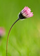 ein Gänseblümchen