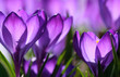 purple light