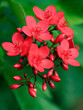 Tempelblüte