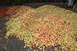 pommes du marais vernier
