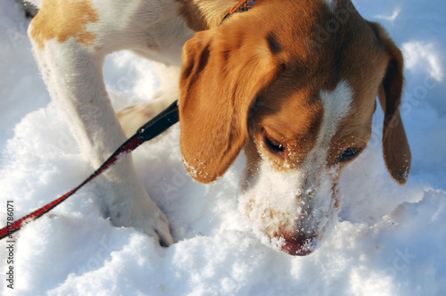 Photo: Nose full of snow Nose full of snow