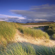 Grasses in sandy beach blowing in wind