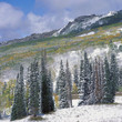 Photo: Trees growing in snowy rural landscape Trees growing in snowy rural landscape
