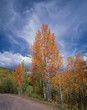 Photo: Autumn trees growing on rural road Autumn trees growing on rural road