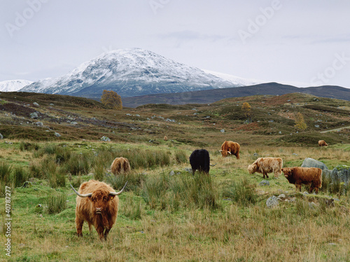 Foto: Highland cattle grazing in rural fields Highland cattle grazing in rural fields