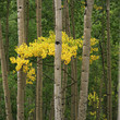 Photo: Trees growing together in forest Trees growing together in forest