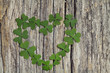 clover heart on wooden background clover heart on wooden background