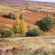 Trees growing in rural landscape