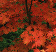 Close up of red autumn leaves