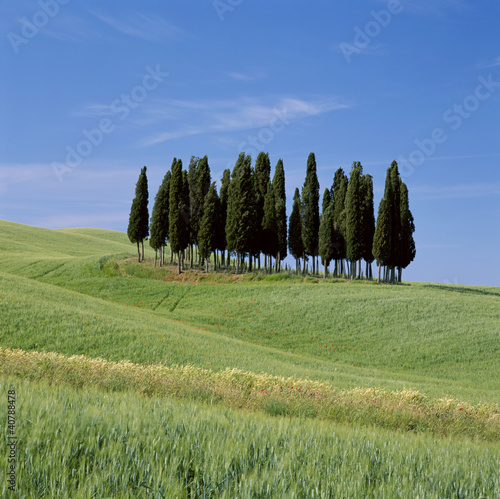 Photo: Patch of trees in grassy rural landscape Patch of trees in grassy rural landscape