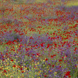 Field of flowers in rural landscape
