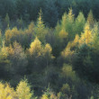 Trees in forest illuminated by sunlight