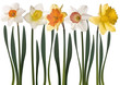 Narzisse Blumen