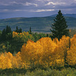 Photo: Autumn trees in rural landscape Autumn trees in rural landscape