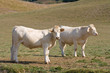 Foto: Dos vacas sobre el pasto Dos vacas sobre el pasto