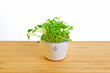 Cup of Healthy Watercress Cup of Healthy Watercress