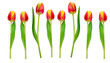 Tulpen in Reihe stehend