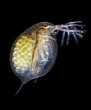 Daphnia - Wasserfloh - Dunkelfeld