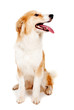Red dog on white background