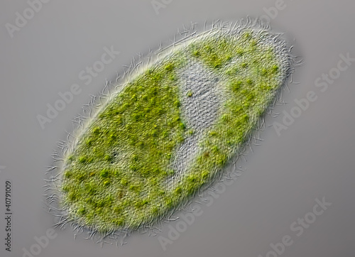 Photo: Paramecium bursaria - grünes Pantoffeltierchen - DIC Paramecium bursaria - grünes Pantoffeltierchen - DIC