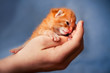 Newborn kitten in a hand